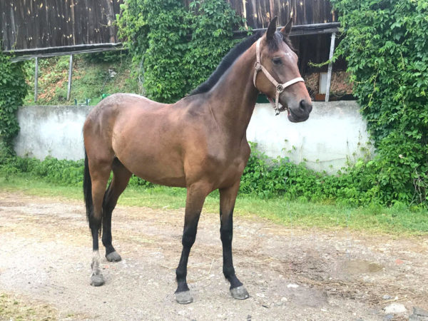 Mères porteuses Haras d’Everdeen Curtafond élevage chevaux reproduction poulinières bien-être