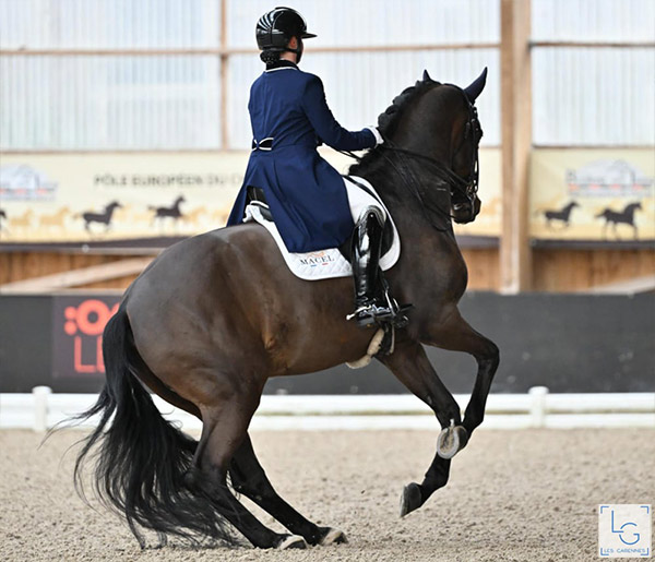 Cavalière à cheval élevage Haras d’Everdeen Curtafond dressage saut obstacle entraînement chevaux