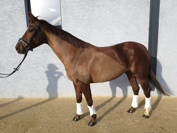 Étalon Raven Everdeen au Haras d’Everdeen à Curtafond, cheval de sport dressage et saut d’obstacles
