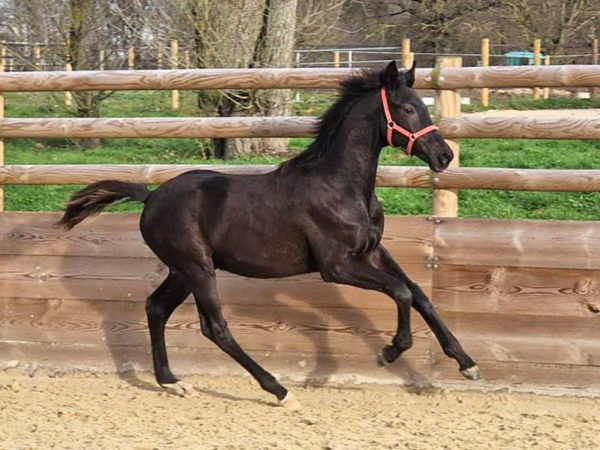 Poulain Vextreme au Haras d’Everdeen à Curtafond, élevage de chevaux de dressage et saut d’obstacles