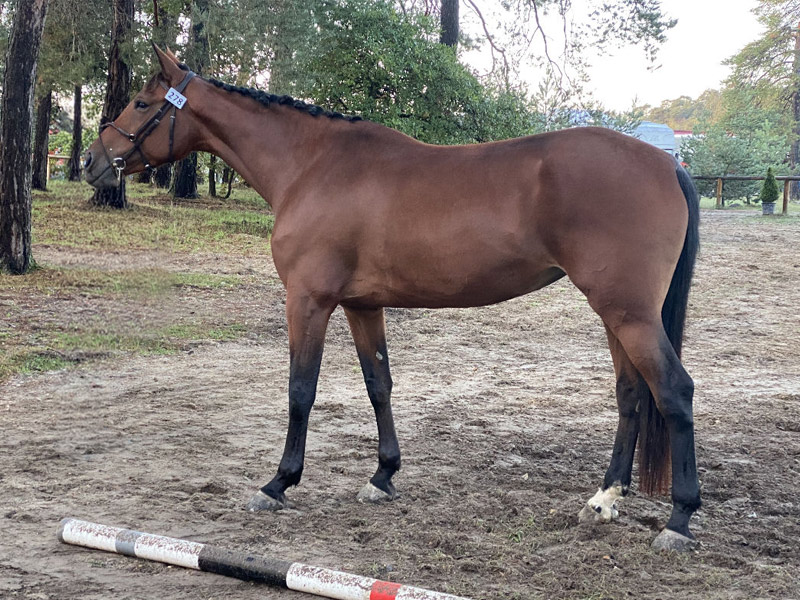 Fée Vagabonde poulinière Haras d’Everdeen Curtafond élevage chevaux reproduction dressage saut obstacle poulains