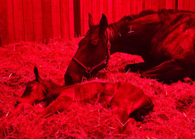 Écurie de poulinières du Haras d’Everdeen dédiée à l’élevage et aux juments reproductrices
