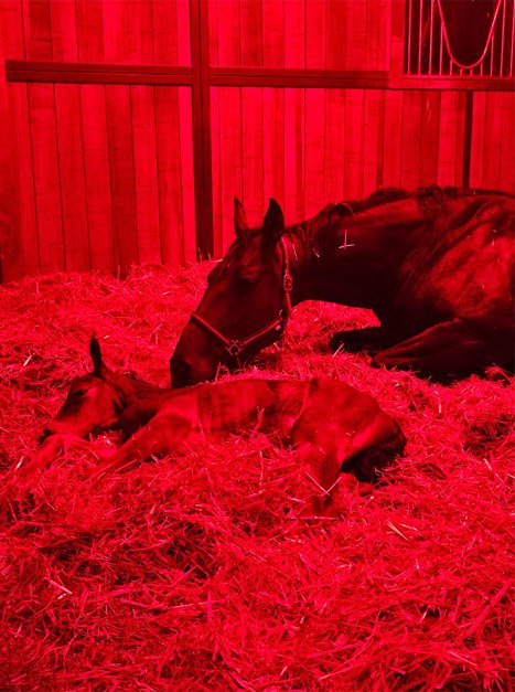 Écurie de poulinières du Haras d’Everdeen dédiée à l’élevage et aux juments reproductrices