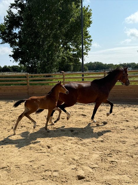 Le rond d’Havrincourt au sein des installations du Haras d’Everdeen